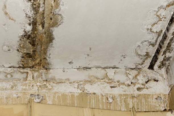 Best Airborne Mold Testing  in East Freehold, NJ