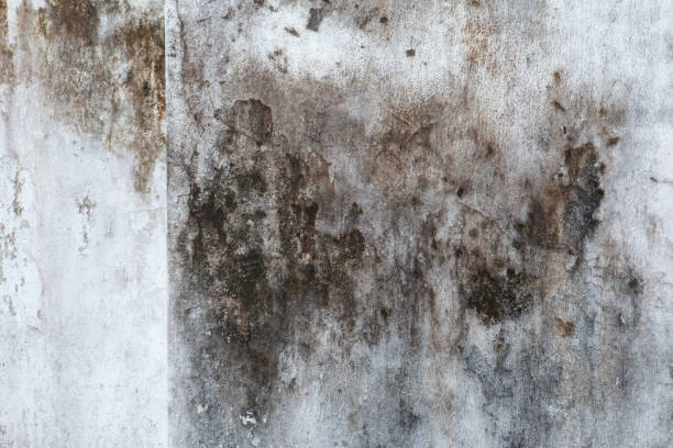 Best Comprehensive Air Testing for Mold Contaminants  in East Freehold, NJ