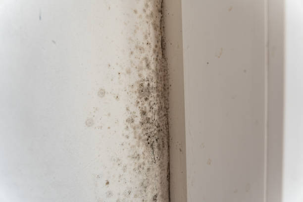 Best Basement Mold Removal  in East Freehold, NJ